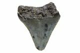 Bargain, Megalodon Tooth - North Carolina #152876-1